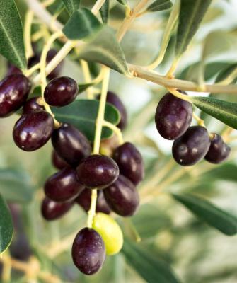 Olive-Tree-Elies