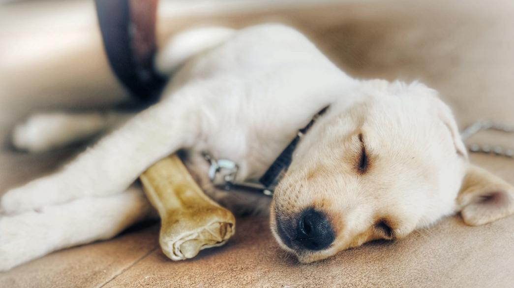 Italia: il DNA verrà utilizzato per identificare il proprietario del cane che ha lasciato le feci