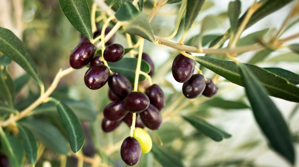 Olive-Tree-Elies