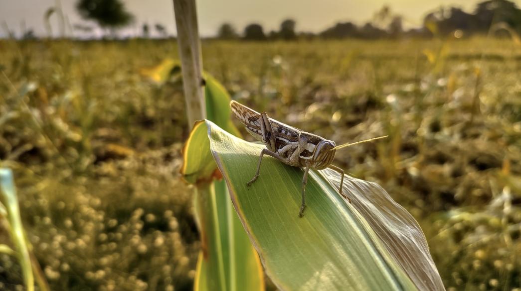 Ακρίδα σε φύλλο