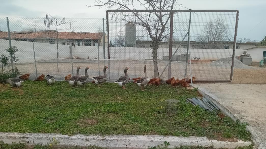 Πουλερικά σε φάρμα