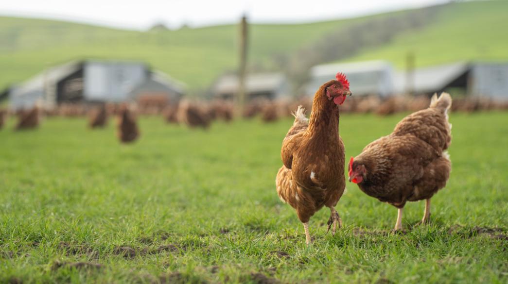 Κότες Κοτόπουλα