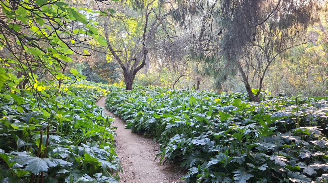 Ρεματιά Χαλανδρίου