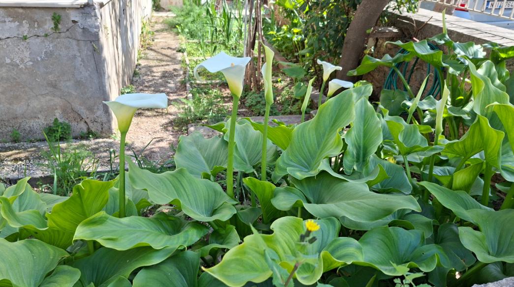 Κρίνος της Παναγίας