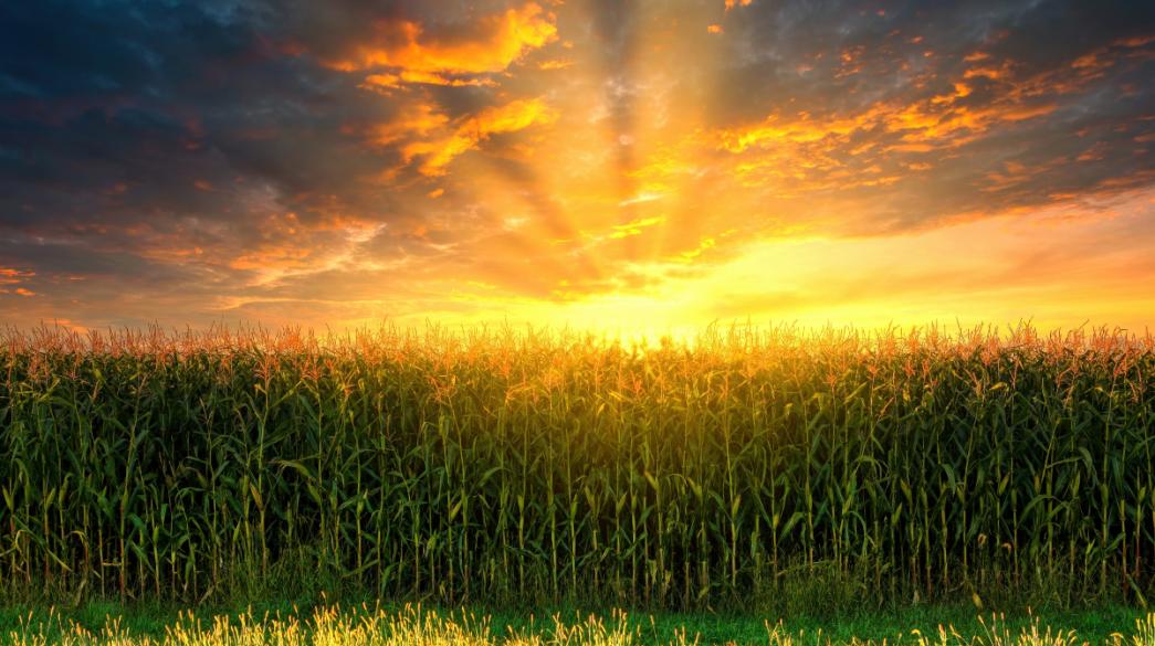 καλαμπόκι, φύση