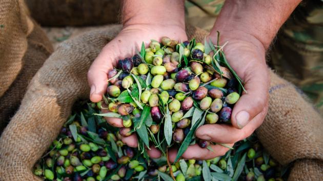 φρέσκες ελιές σε χέρια