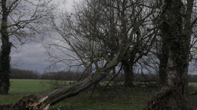 Πεσμένη βελανιδιά καταιγίδας