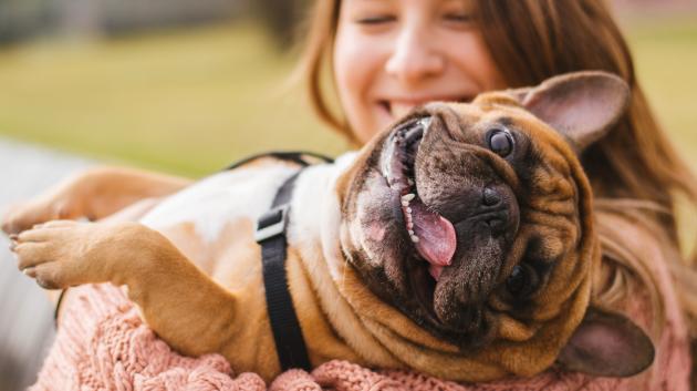 Γαλλικό Μπουλντόγκ αγκαλιά