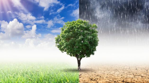 Κλιματική αλλαγή δέντρο