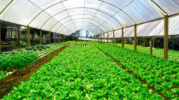 Θερμοκήπιο με καλλιέργεια