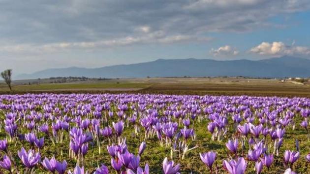Κρόκος Κοζάνης άνθη