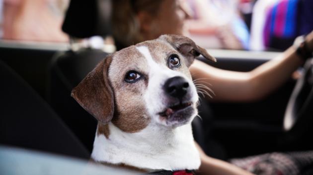 Σκύλος στο αυτοκίνητο