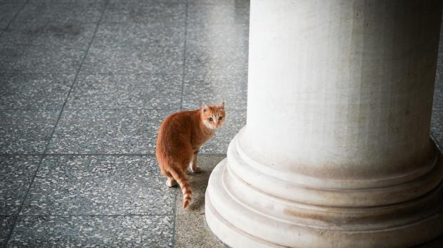Γάτα σε ιστορικό χώρο
