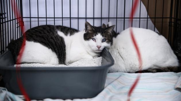 Αιγαιακή γάτα κλουβί