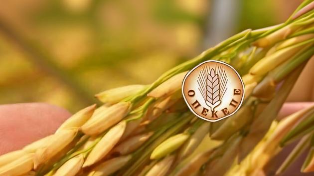 Στάχυ ρυζιού ΟΠΕΚΕΠΕ