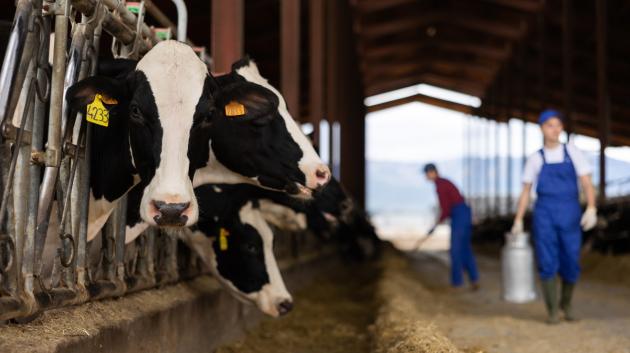 Αγελάδα σε στάβλο