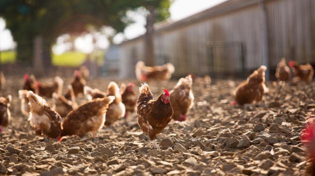 Κοτόπουλα σε κοτετσίου