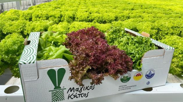 ΜΑΓΙΚΟΣ ΚΗΠΟΣ 