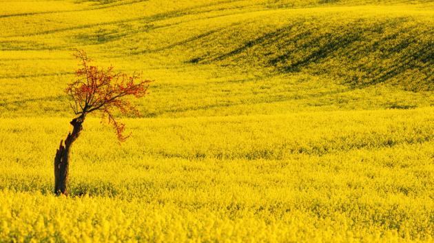 Φύση, εξοχή