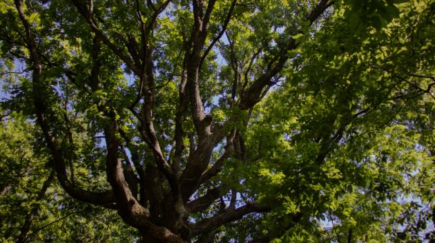 Μεγάλο δέντρο με φύλλα