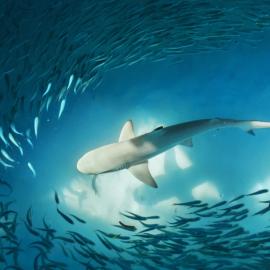 καρχαρίας στον ωκεανό