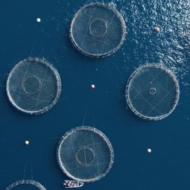 Ιχθυοκαλλιέργεια σε θάλασσα