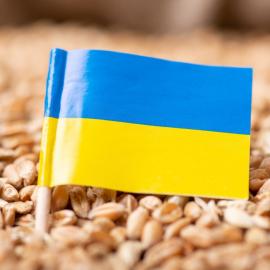 ουκρανική σημαία σε σιτάρι