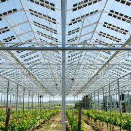 Διαφανή φωτοβολταϊκά θερμοκηπίου