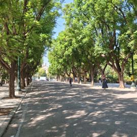Ζάππειο λεωφόρος δέντρων
