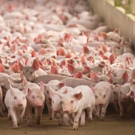 Γουρούνια σε χοιροστάσιο