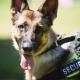 Skyli, Skylos, Skilos, Skili, Dog, Astynomia, Police, Security, Asfaleia