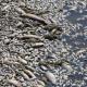 volos fish dead